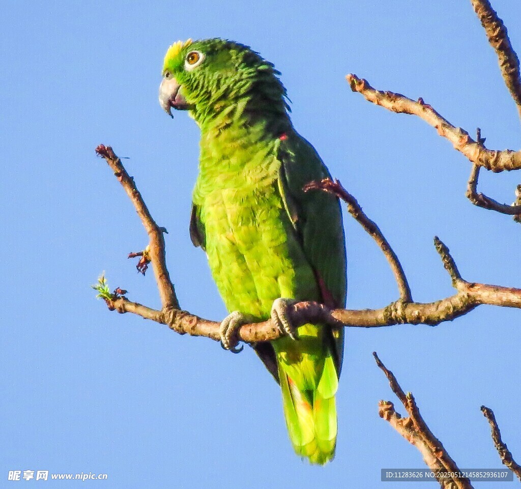 枝头绿鹦鹉