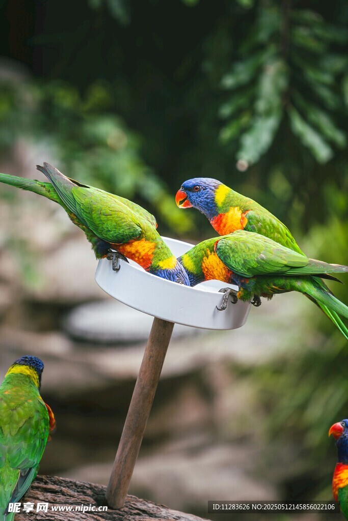 多彩鹦鹉齐聚进食