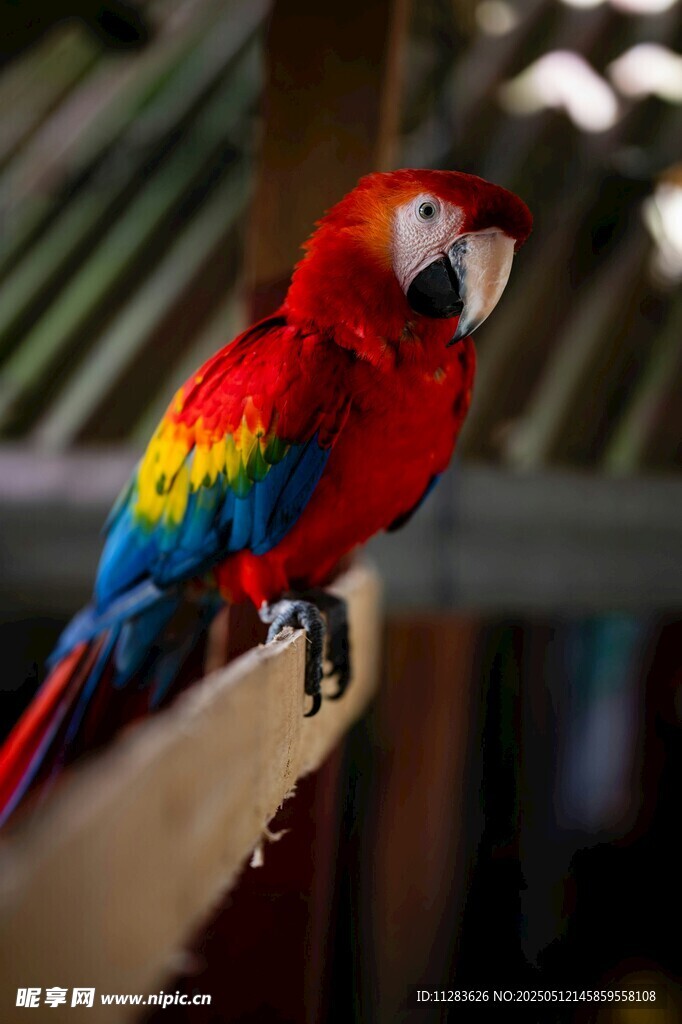 色彩斑斓的鹦鹉栖息木上