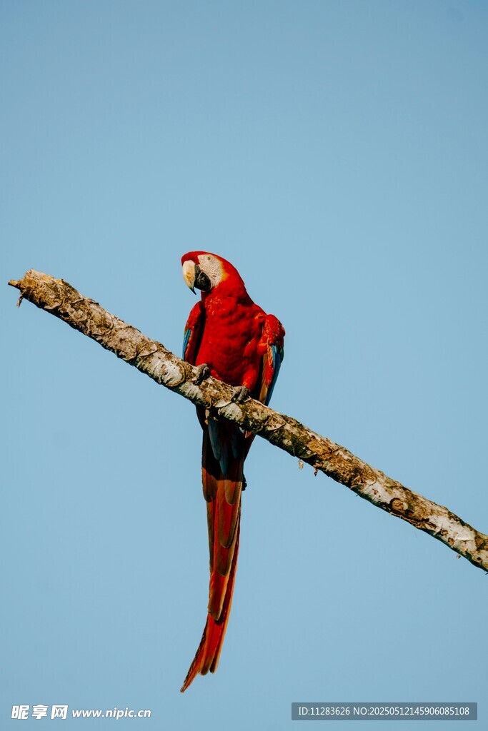枝头红鹦鹉