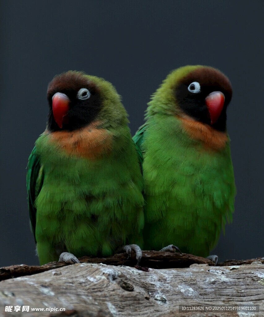 两只翠绿鹦鹉并肩而立