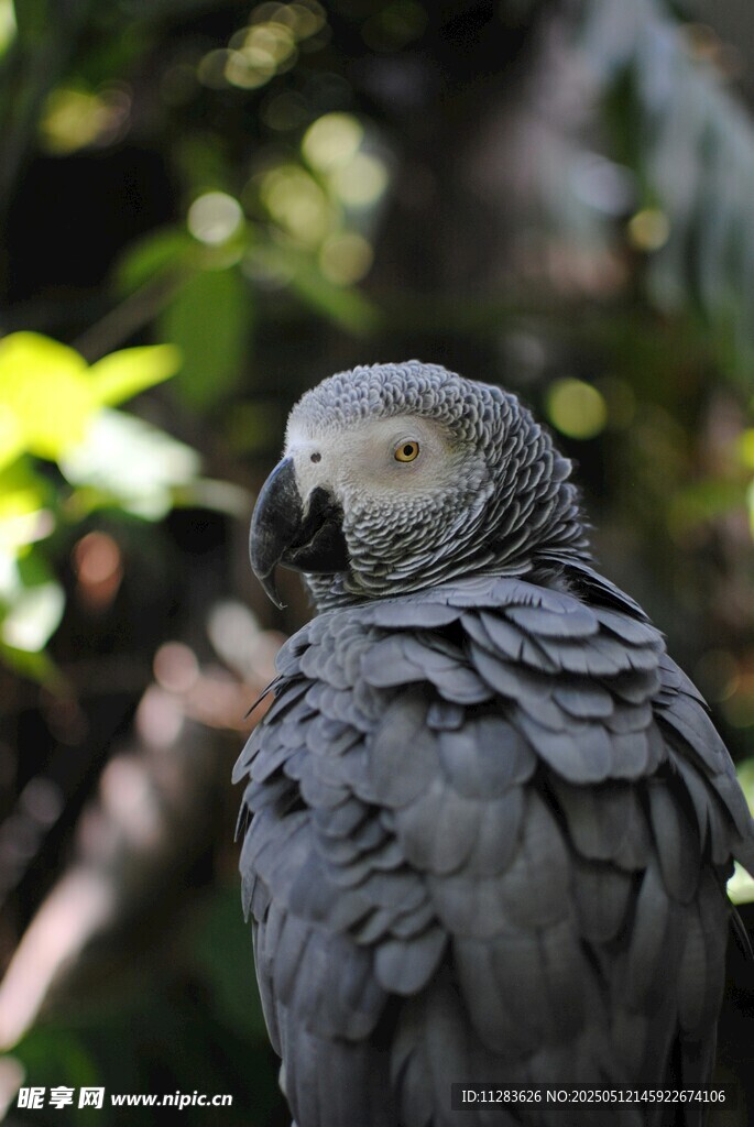 灰鹦鹉特写