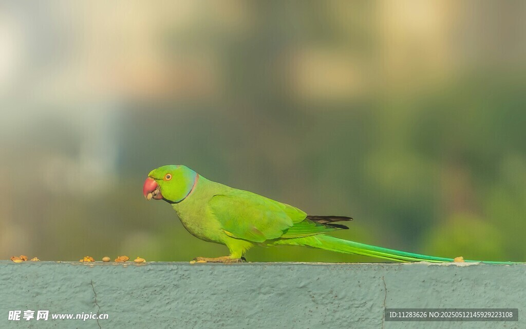 翠绿鹦鹉栖息于栏杆上