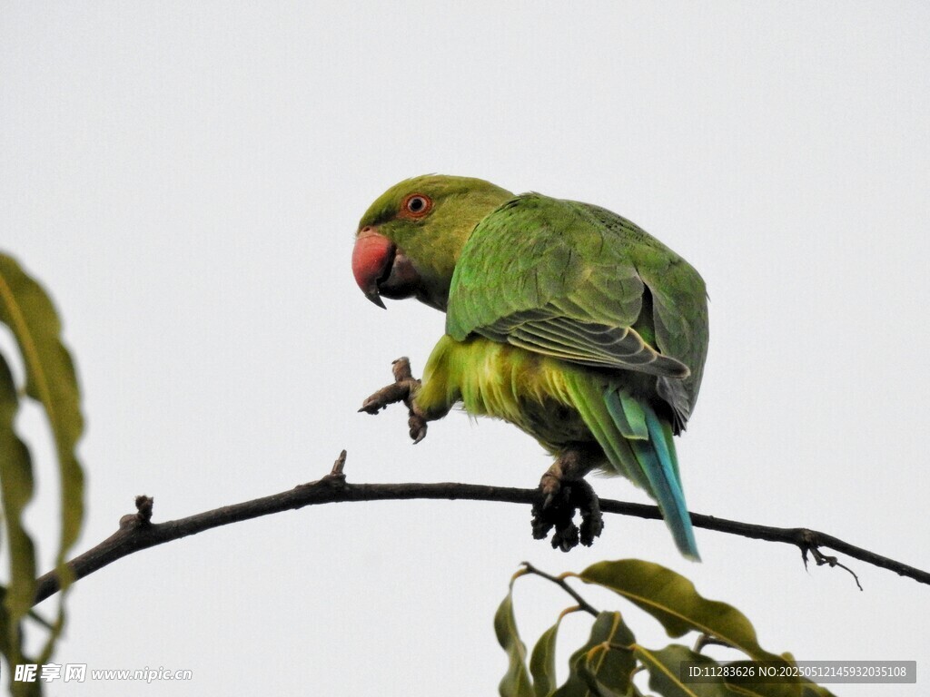 枝头绿鹦鹉