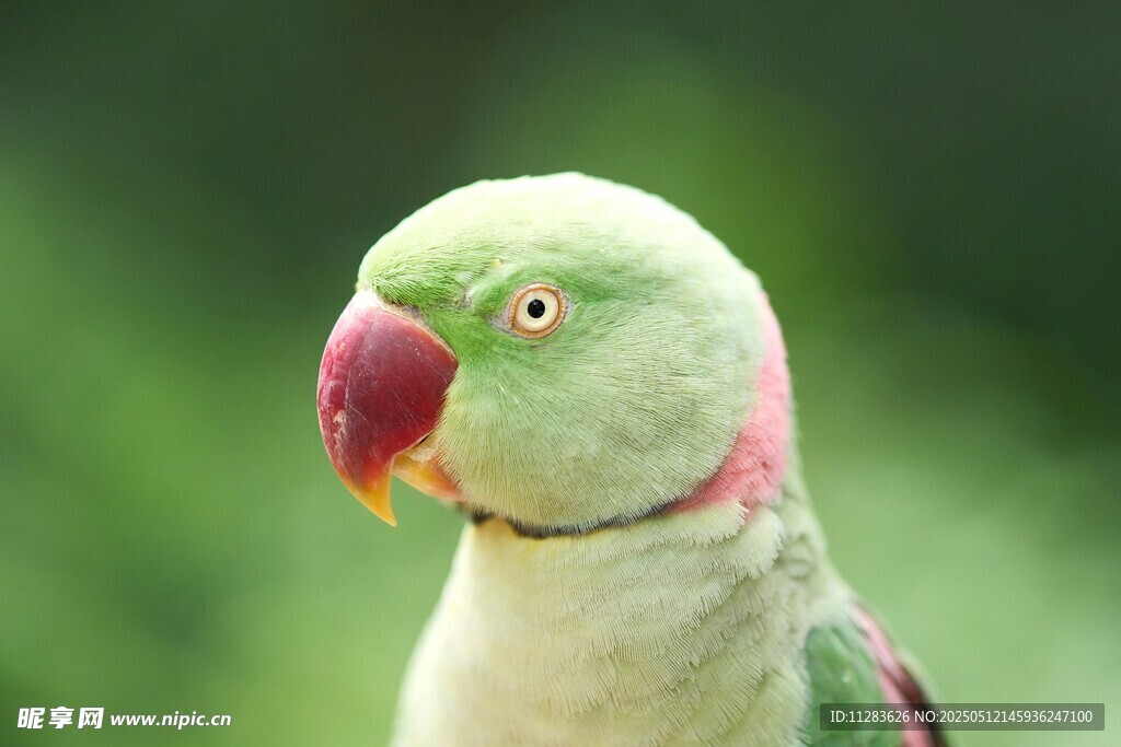 绿羽红喙鹦鹉特写