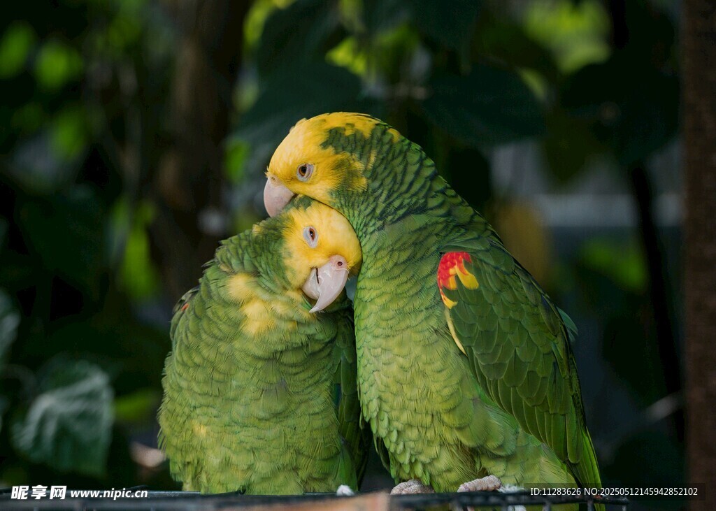 两只亲昵的绿鹦鹉