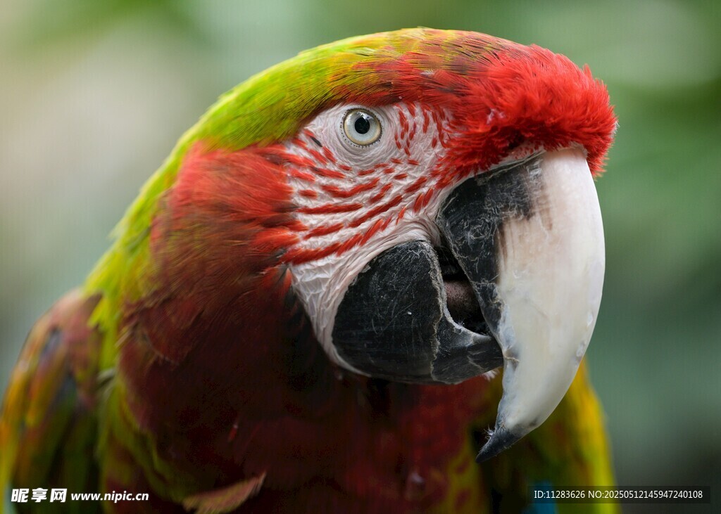 多彩鹦鹉特写