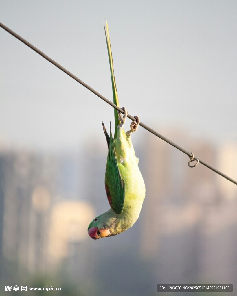 倒挂枝头的绿色鹦鹉