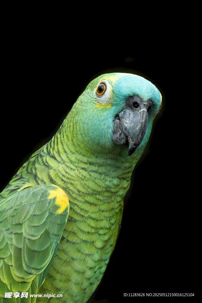 翠绿鹦鹉特写