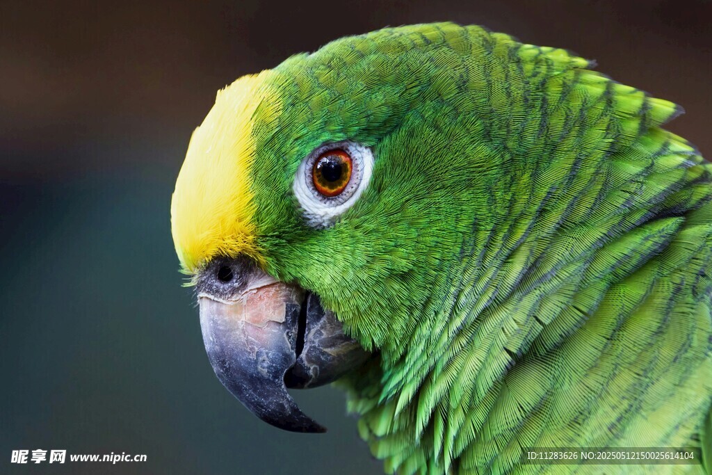 绿鹦鹉特写