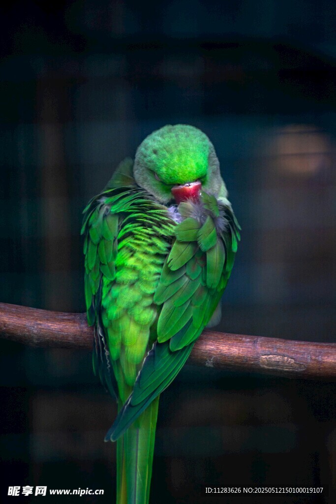 翠绿鹦鹉栖息于枝头