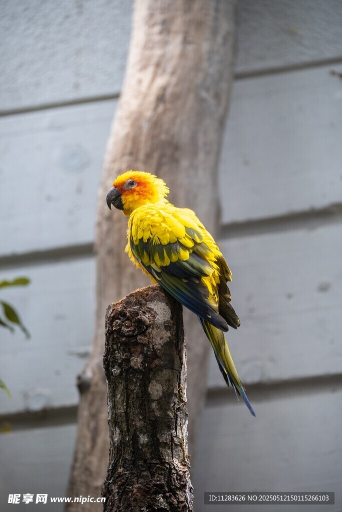 色彩艳丽的鹦鹉栖息枝头