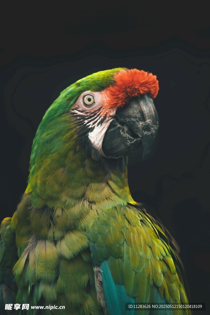 多彩鹦鹉特写