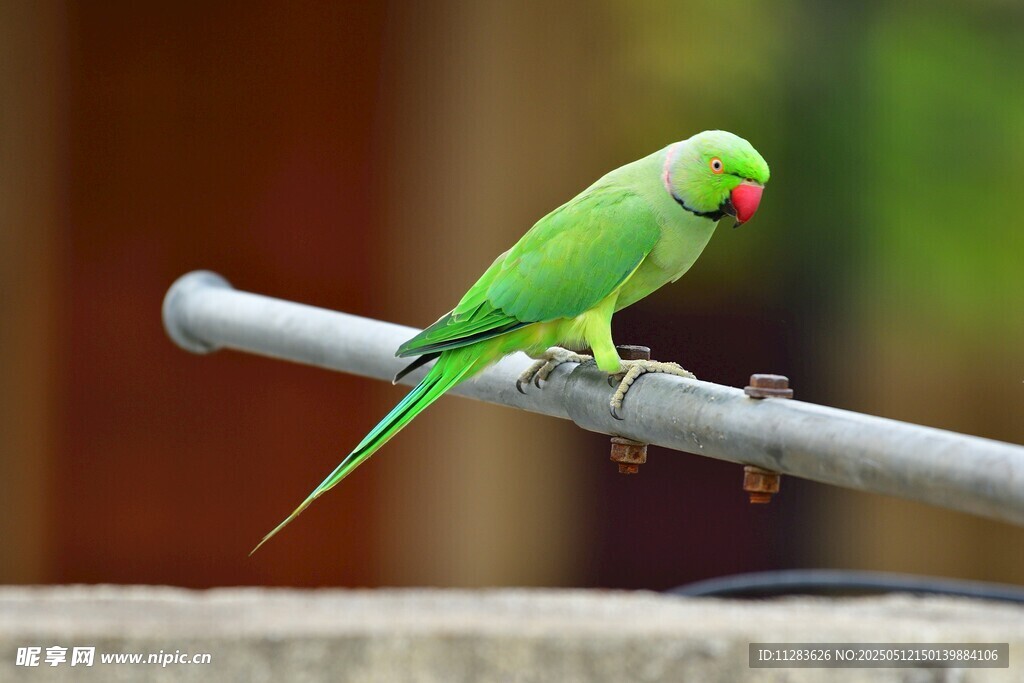 翠绿鹦鹉栖于金属杆上