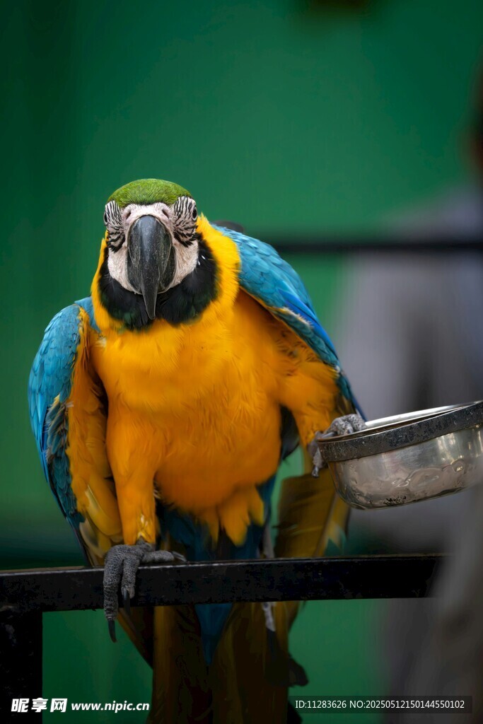 色彩斑斓的金刚鹦鹉