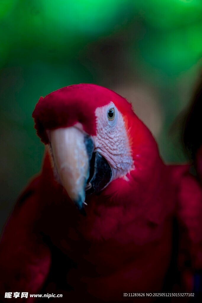 红色鹦鹉特写