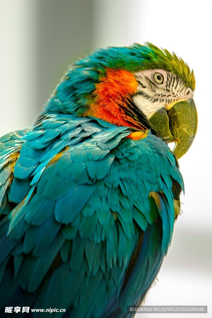 色彩斑斓的美丽金刚鹦鹉