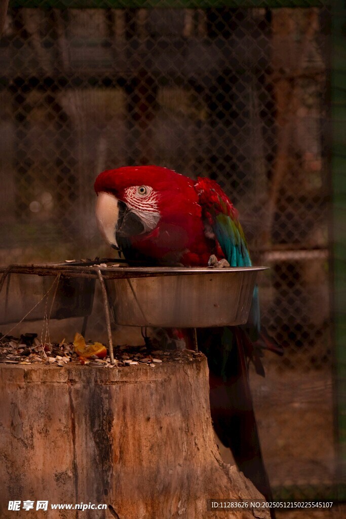 红鹦鹉进食