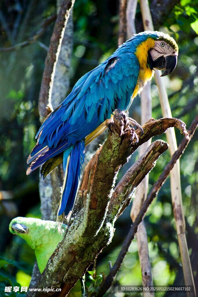 枝头蓝鹦鹉