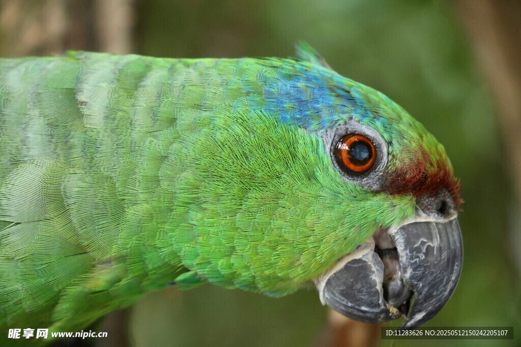 绿鹦鹉特写
