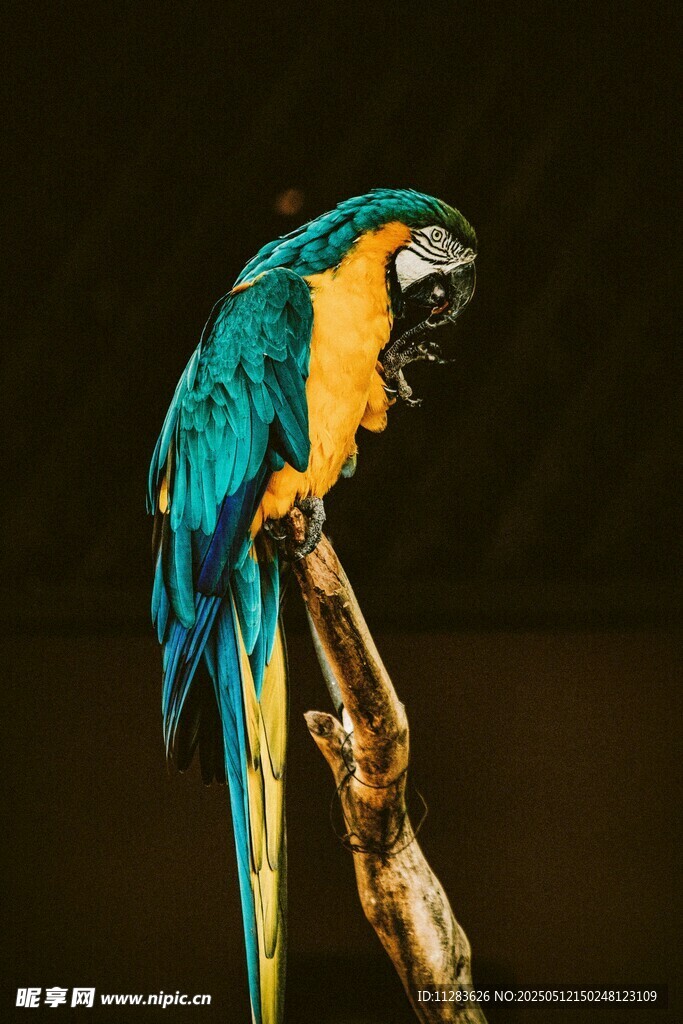 蓝黄鹦鹉栖息于枝头