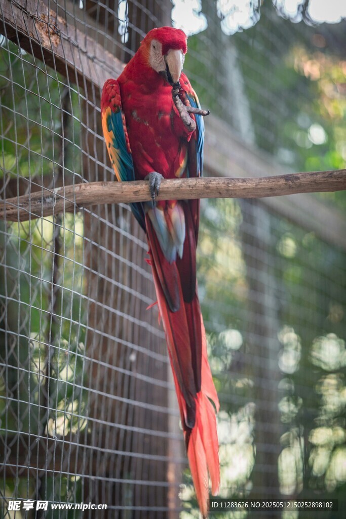 笼中多彩金刚鹦鹉