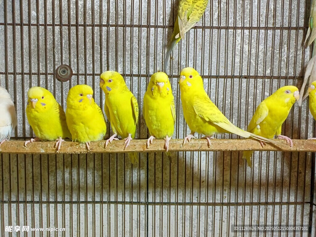 笼中黄雀排排站