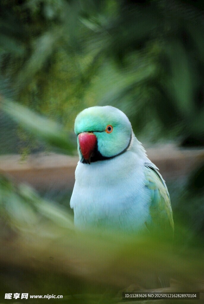 蓝绿鹦鹉特写