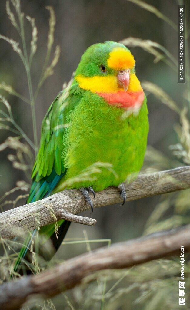 多彩鹦鹉栖息枝头