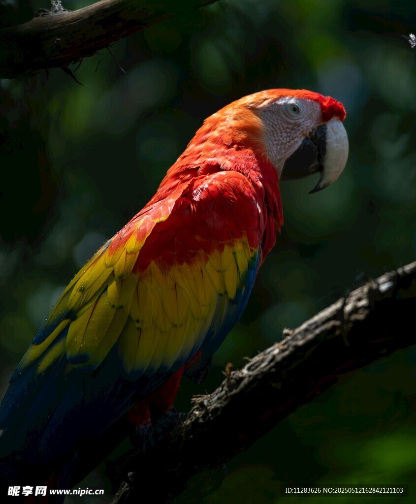 多彩鹦鹉栖息枝头