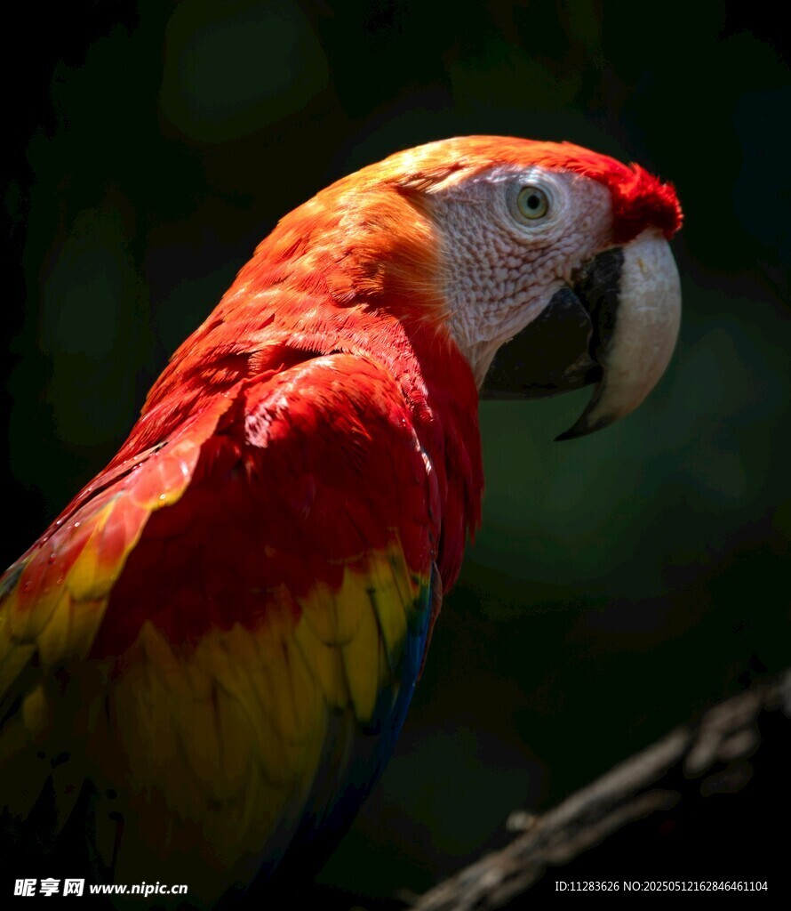 色彩斑斓的金刚鹦鹉