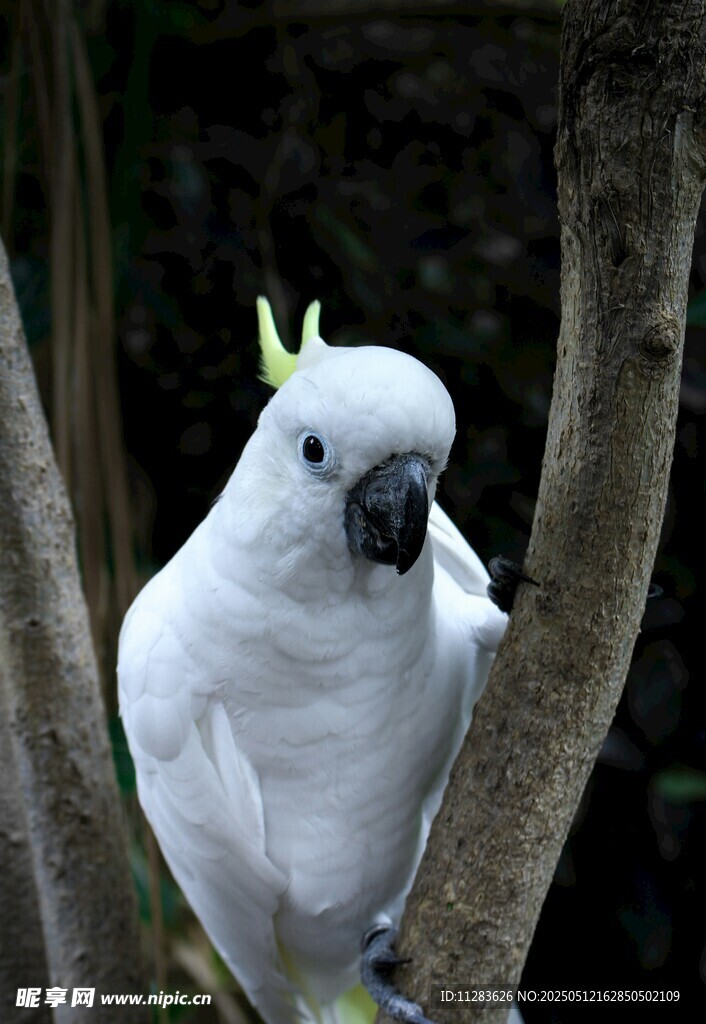 枝头的白色凤头鹦鹉