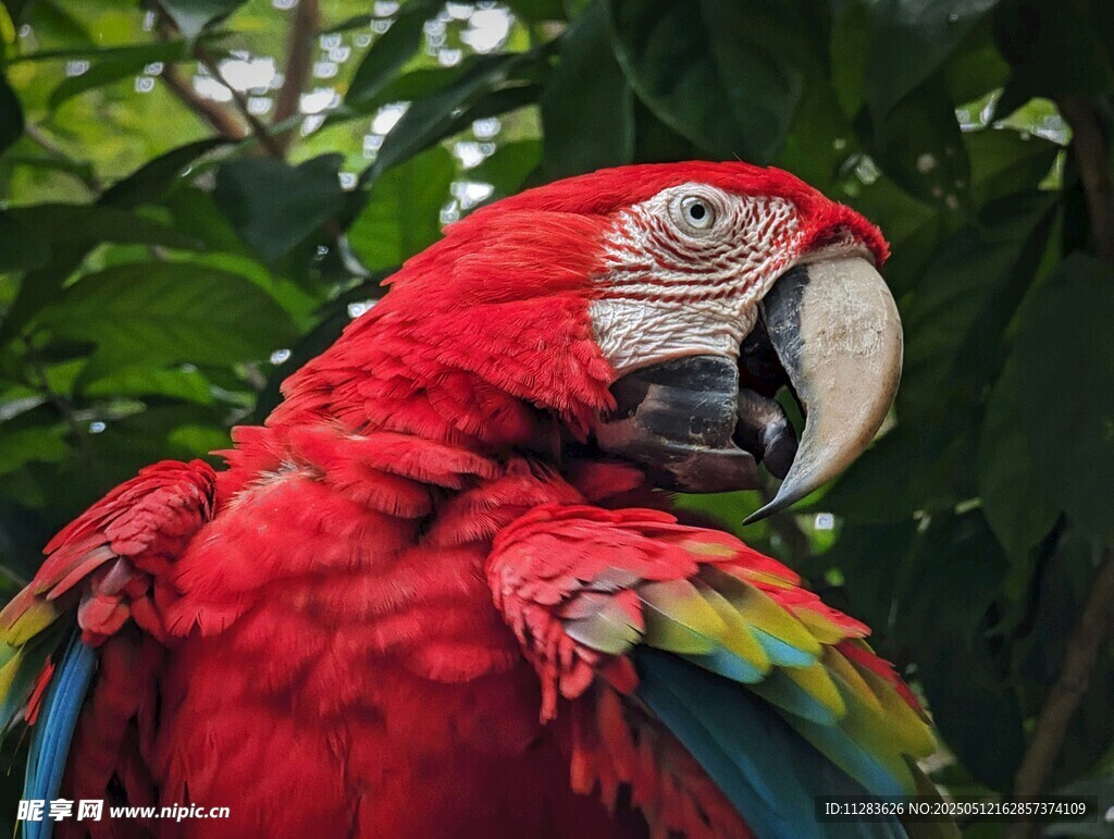 鲜艳红鹦鹉于绿植间