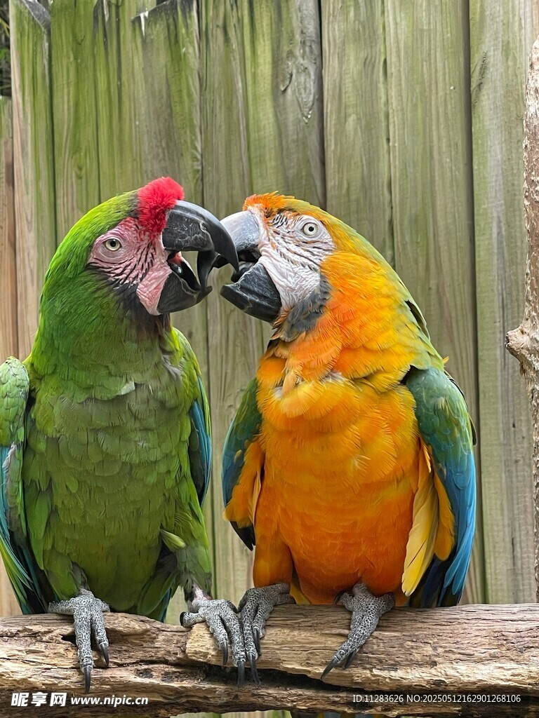 两只多彩鹦鹉亲昵互动