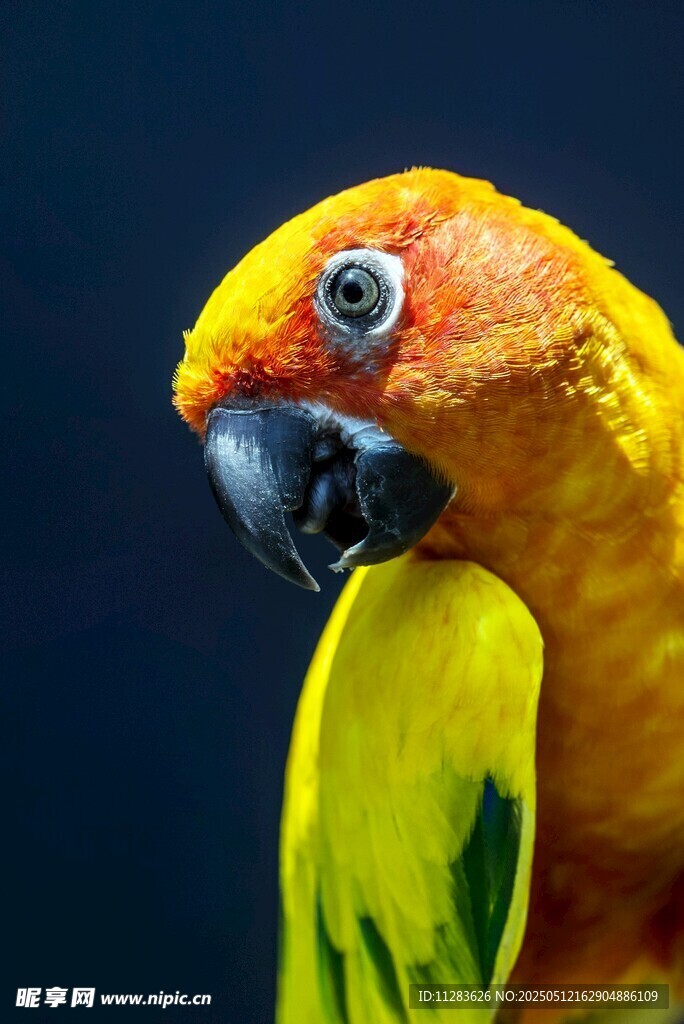 色彩艳丽的鹦鹉特写