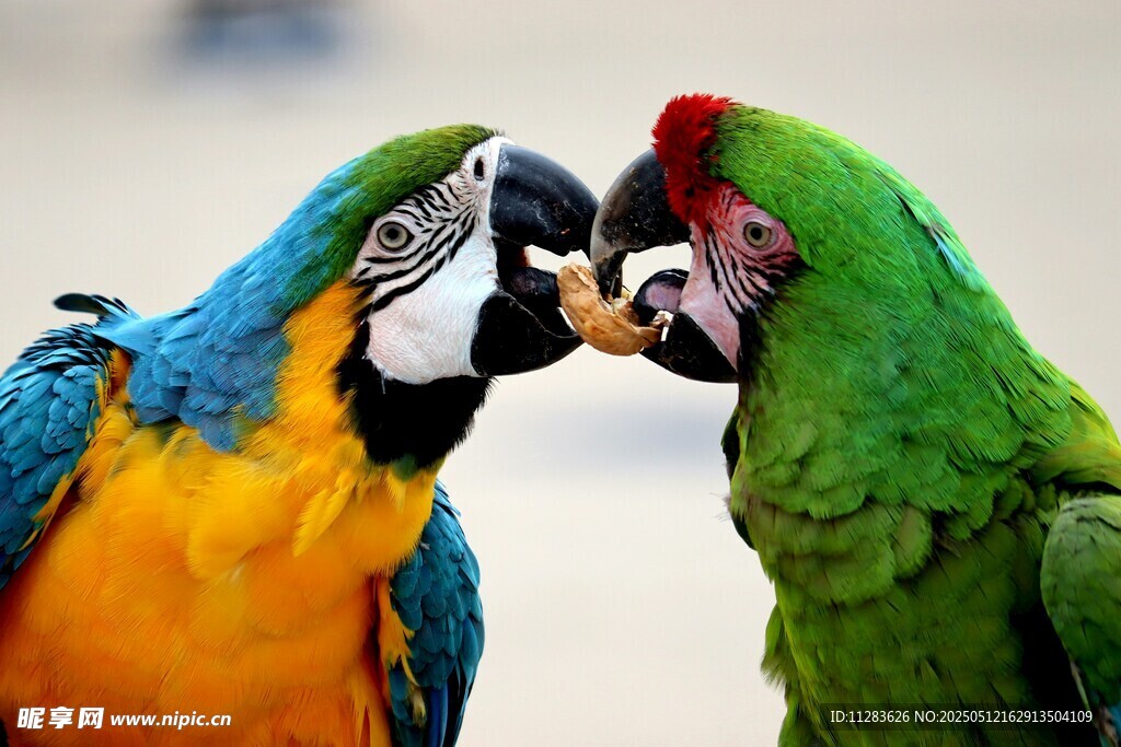 两只色彩斑斓鹦鹉亲昵互动