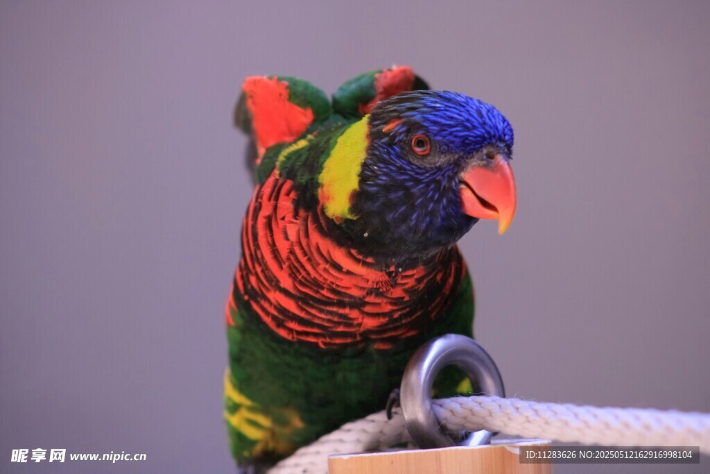 五彩鹦鹉栖息于绳上