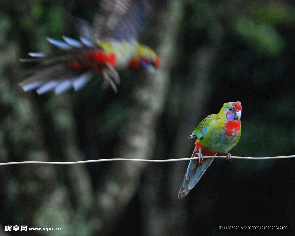 电线上的多彩鹦鹉
