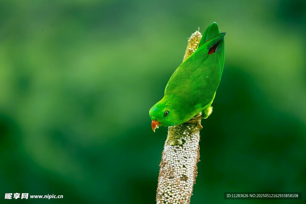 翠绿鹦鹉栖于枝头