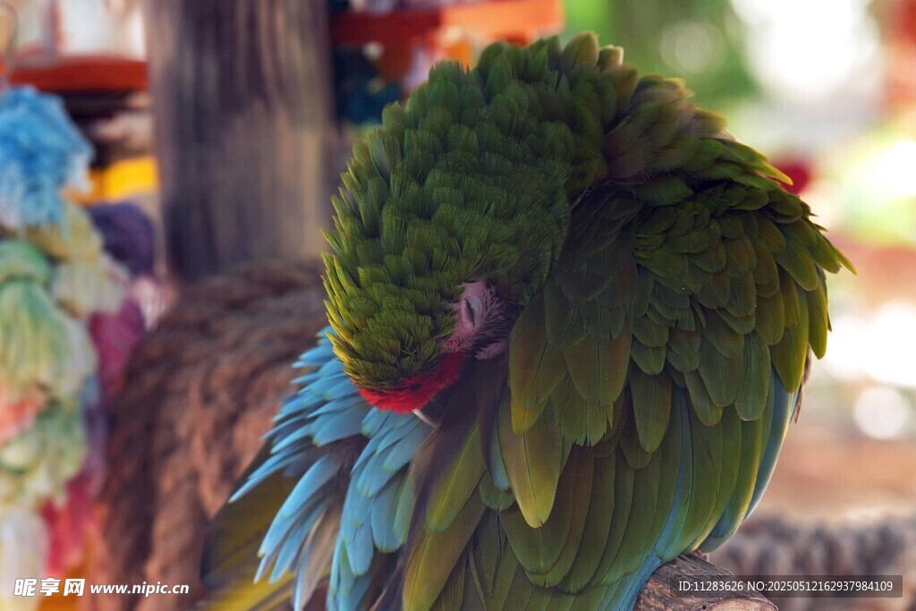 多彩鹦鹉梳理羽毛