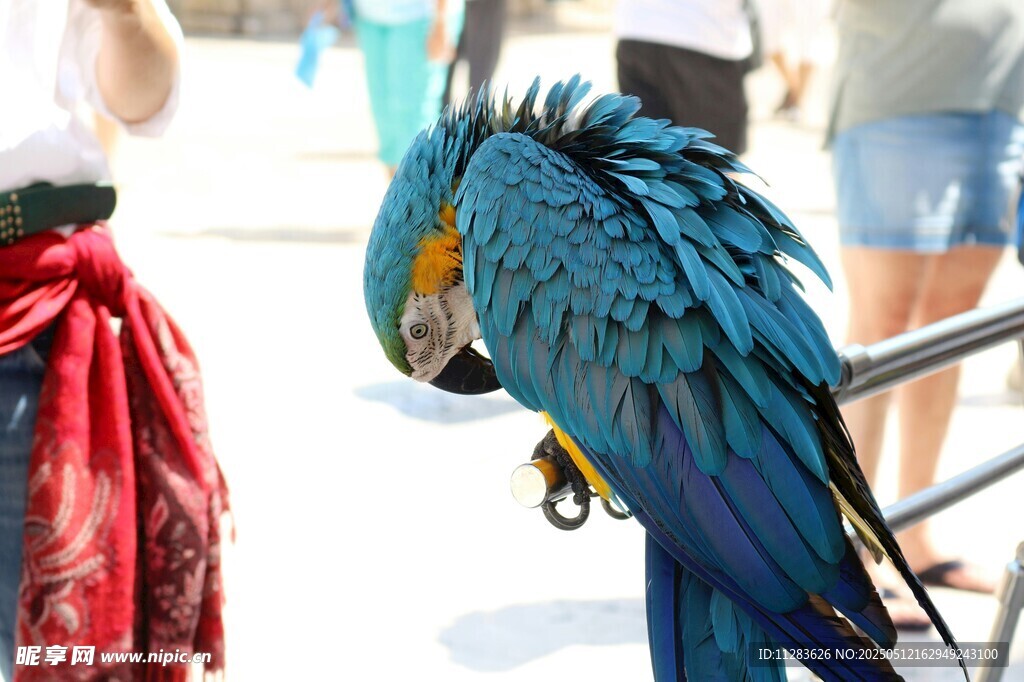 蓝金刚鹦鹉低头整理羽毛