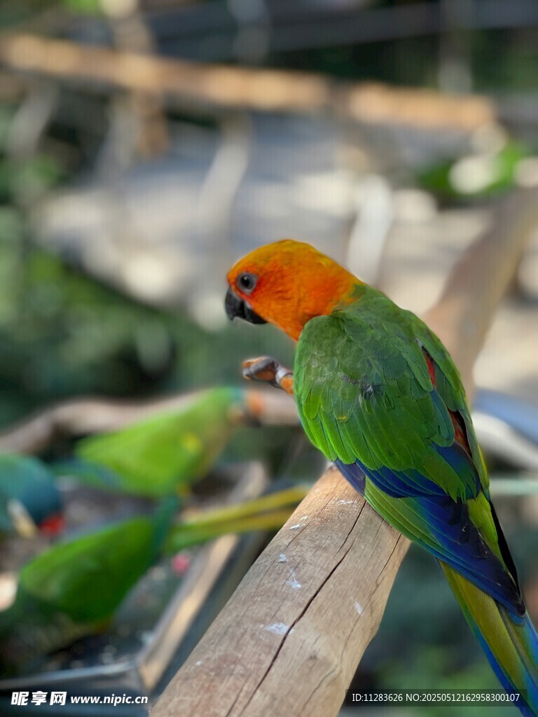 多彩鹦鹉栖息木杆