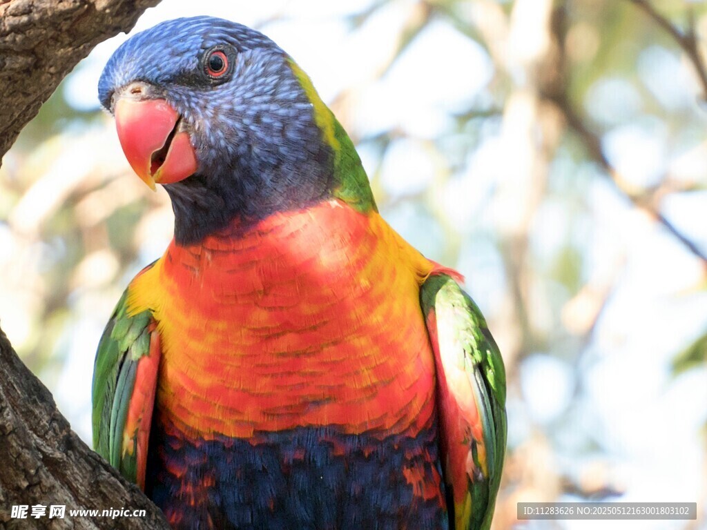 多彩鹦鹉栖息于树枝间