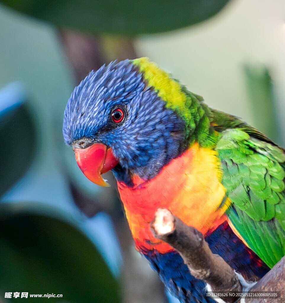 五彩鹦鹉栖息枝头