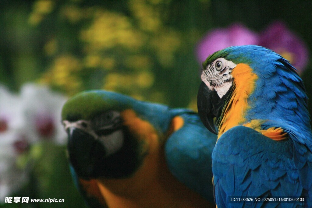 色彩斑斓的双鹦鹉