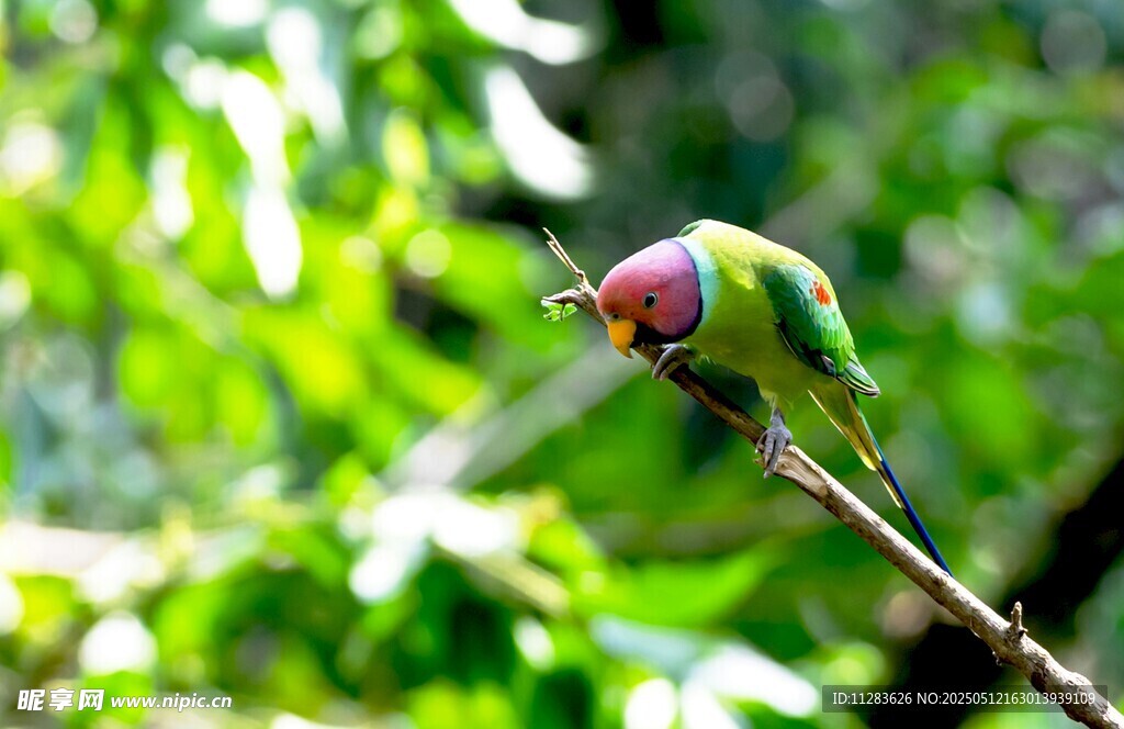 枝头彩羽鹦鹉