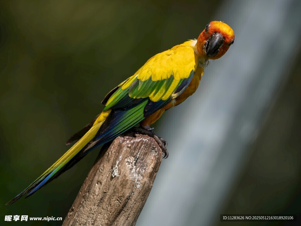 色彩艳丽的鹦鹉栖息枝头