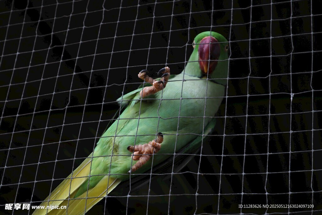 绿鹦鹉攀于网格上