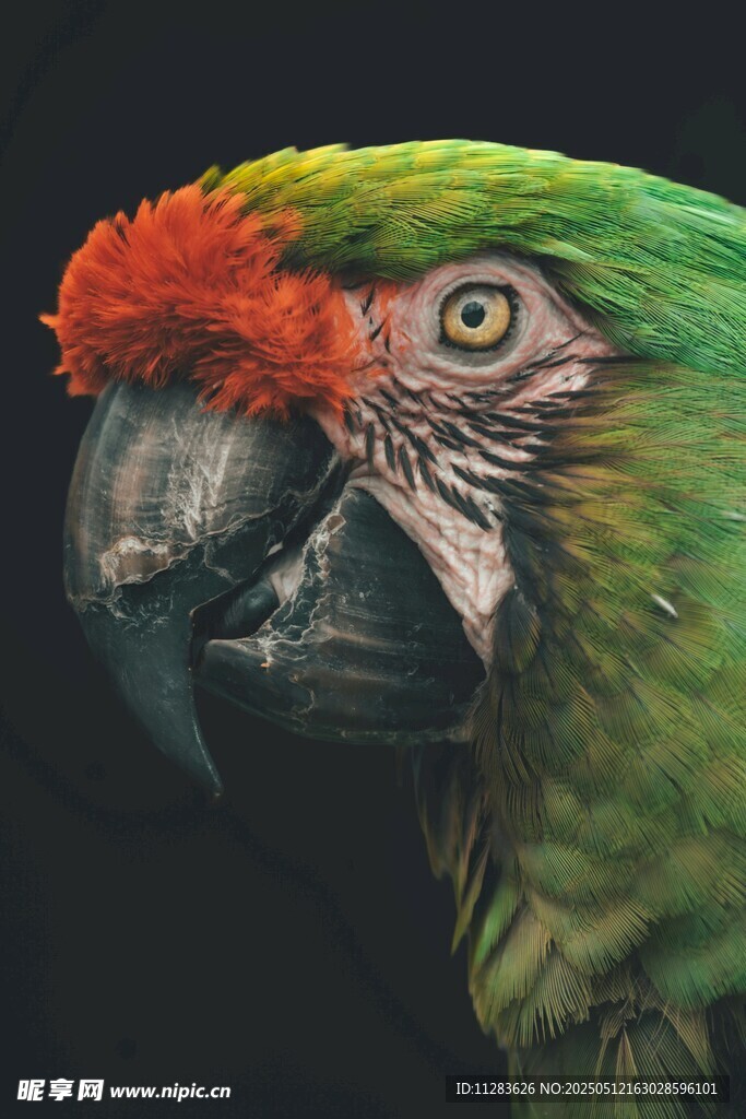 多彩鹦鹉特写