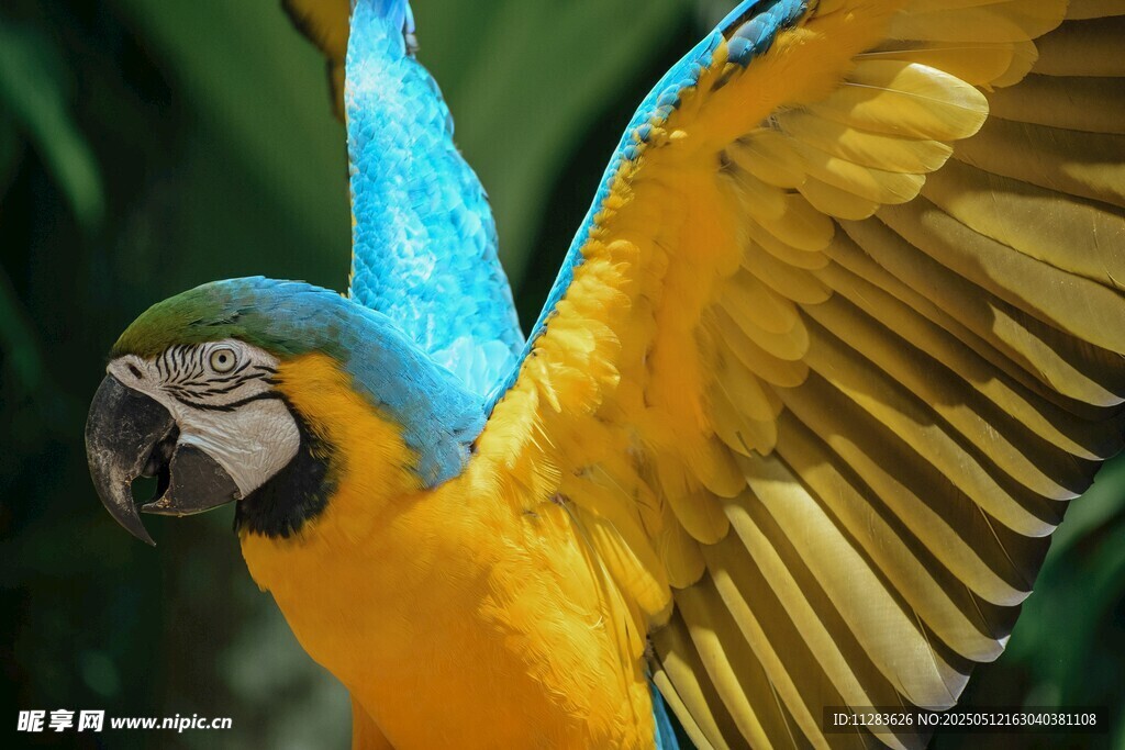 蓝黄金刚鹦鹉展翅瞬间